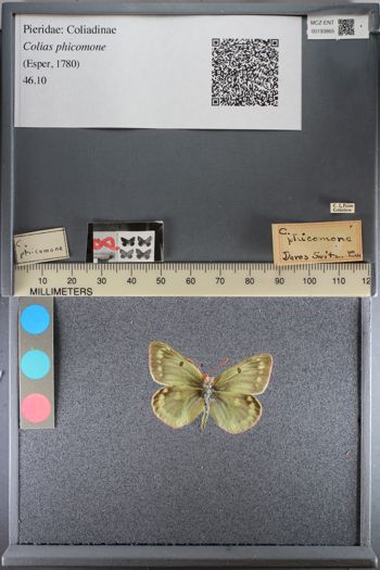 Media type: image;   Entomology 193865